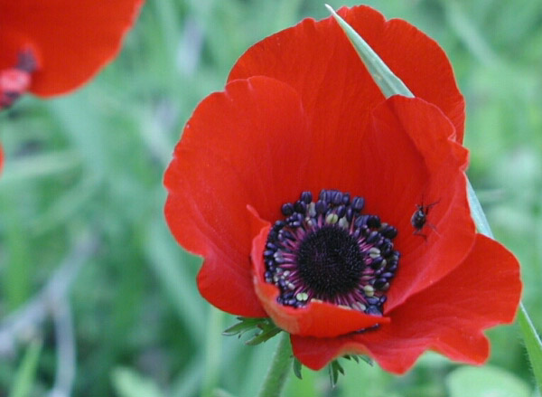 10. Februar 2005, 13.48.58 ADONISROESCHEN