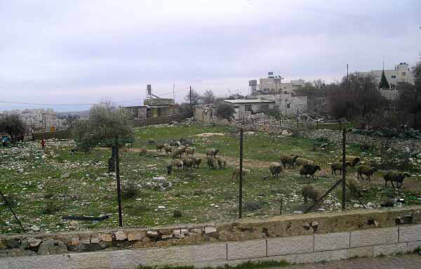 bethlehem-weide