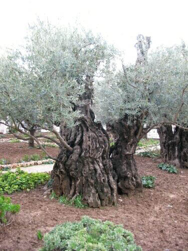 jerusalem-gethsemani-v